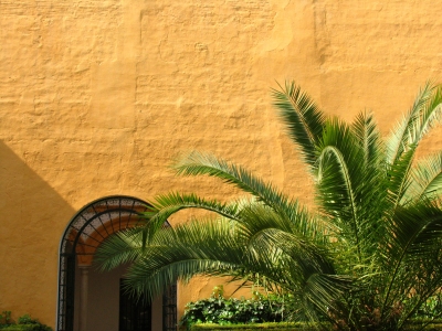 Palmen im Königspalast von Sevilla