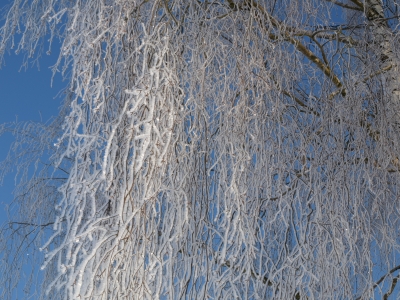 gefrorene Zweige