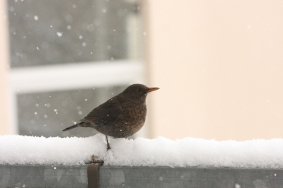 Amsel im Schnee