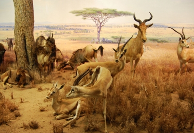 Tierwelt Afrikas 6