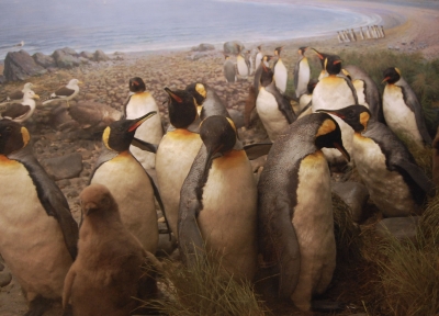 viele viele Pinguine