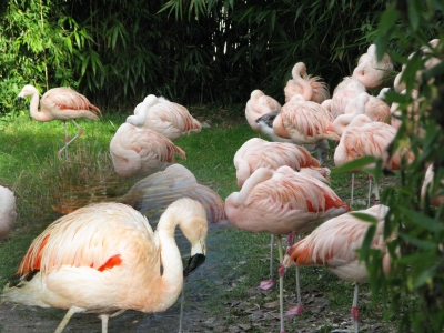 Müde Flamingos