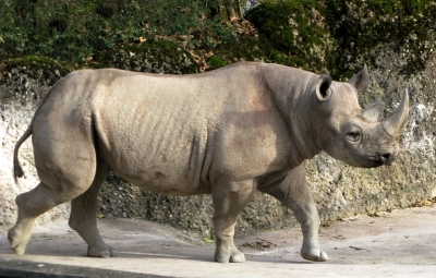 Nashorn 4