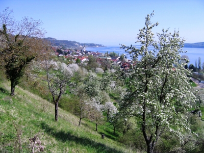 Frühling am Bodensee