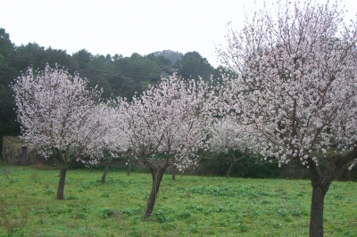 Blühende Mandelbäume