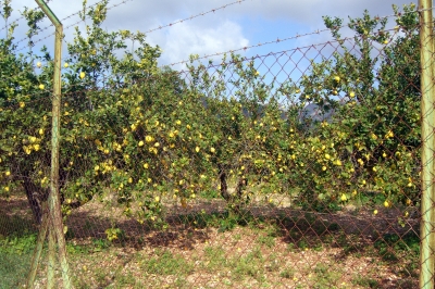 Eine Zitronen-Plantage