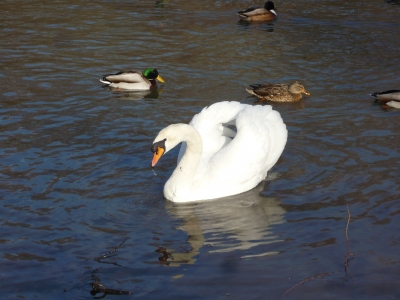 Schwan u. Enten