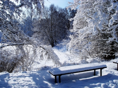 Verschneiter Wald