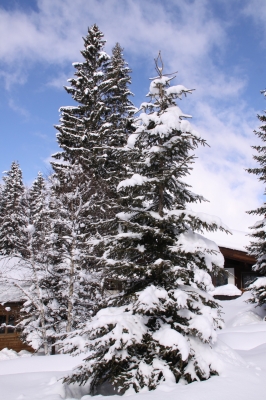 Winterlandschaft, Tirol