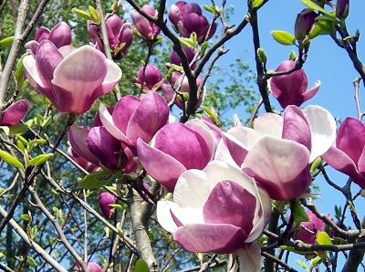 Magnolienblüten 3