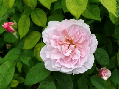 wunderschön blühende gefüllte rosa Rose