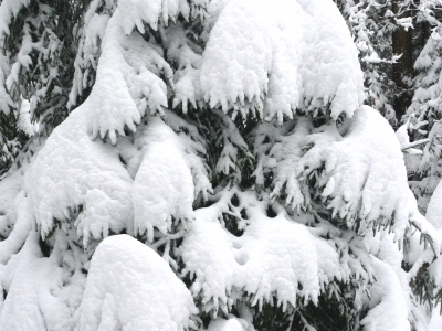 Weißes Winterkleid