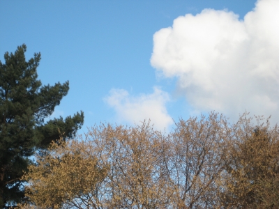 Vorfrühling - der Haselstrauch blüht!