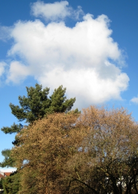 Haselstrauch in voller Blüte