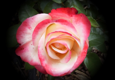 voll erblühte Rose