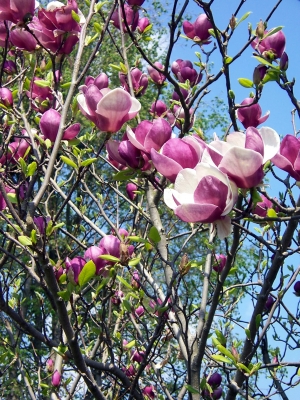 Magnolienblüten 2