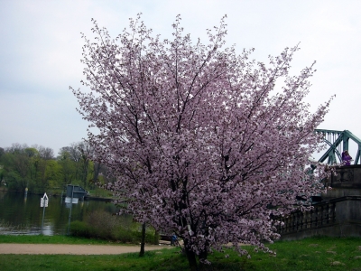 Japanische Kirsche