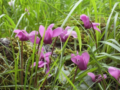 Alpenveilchen wildwachsend, Cyclamen purpurascens