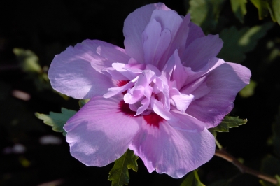 Hibiskusblüte