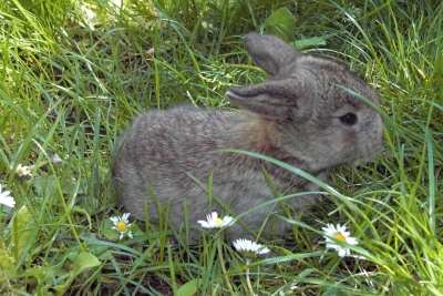Junges Kaninchen