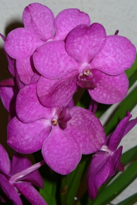 Vanda - Orchidee