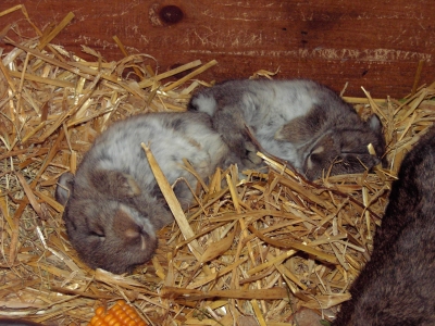 Zwei junge schlafende Kaninchen