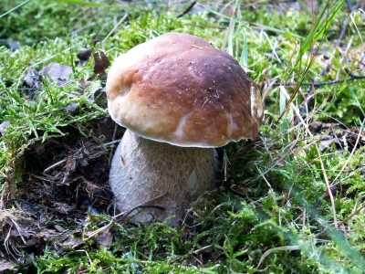 Steinpilz