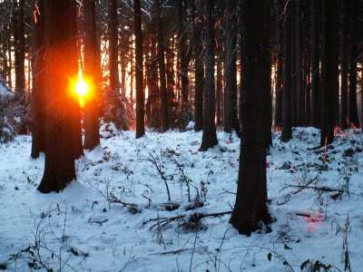 Später Sonnenblick in den Winterwald