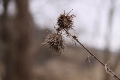 Distel