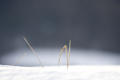 Wiese im Schnee