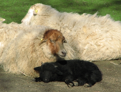 Ein schwarzes Schaf