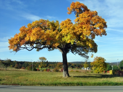 Speyerling im Herbst