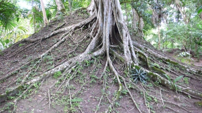 Baum im Regenwald von Guatemala