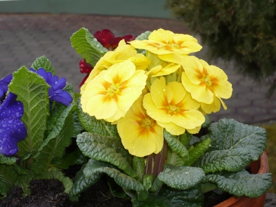 Blätter u. Blumen Blätter u. Blumen