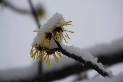 Blüten im Schnee..