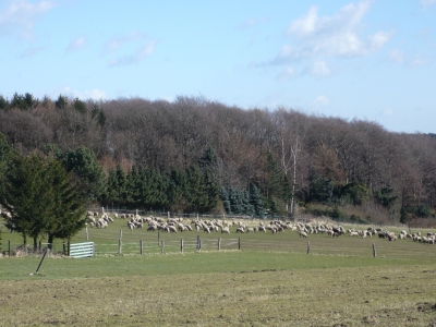 Schafsherde