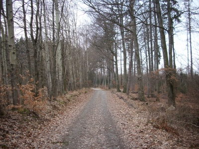 Waldweg bei Waldbrunn