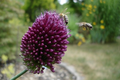 Bienenstau