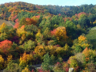 Herbstlaub