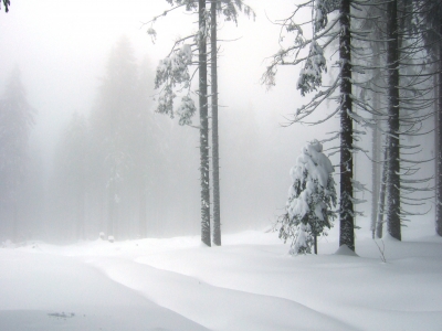 geheimnisvoller Winterwald
