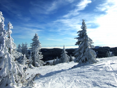 Tannen und Fernsicht am Seebuck (Feldberg)