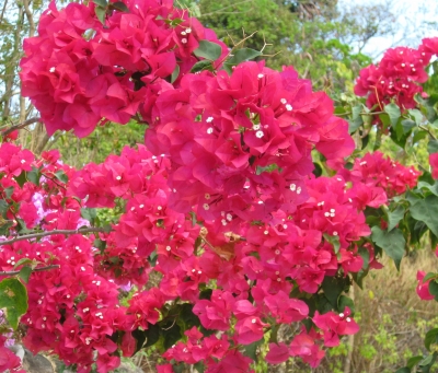 Bougainville