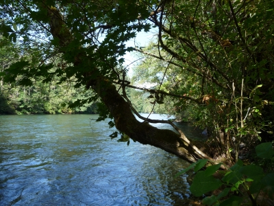 McKenzie River - Oregon