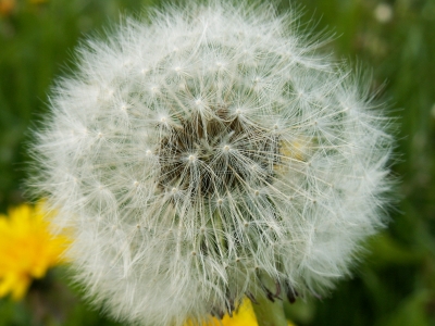 Löwenzahn II- Pusteblume