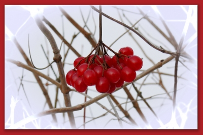 rote Beeren im Winter