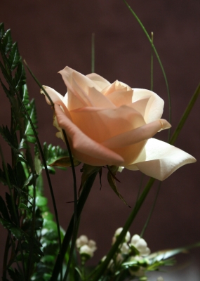 Schöne Rose im Licht 1
