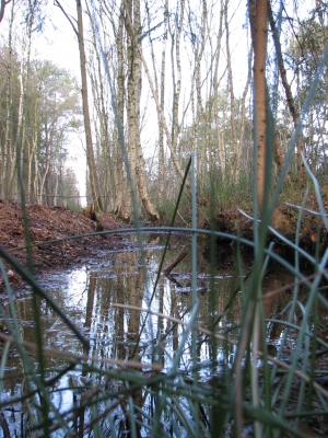 Spaziergang im Teufelsmoor