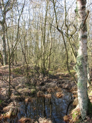 Spaziergang durch das Teufelsmoor