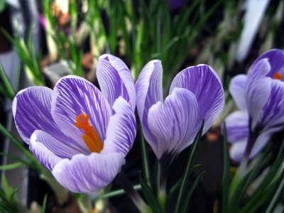 Ich hab den Frühling gesehen