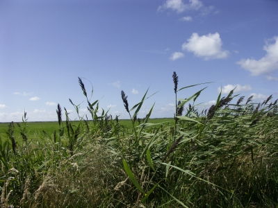 Feld, Wald und Wiese